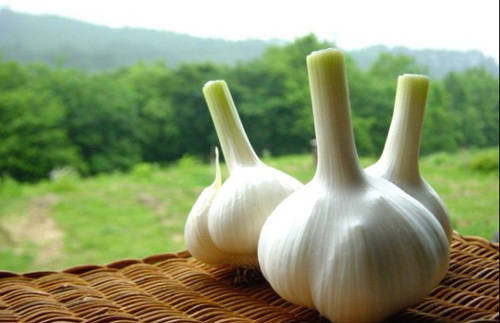 站長堅(jiān)持吃大蒜可以防肺癌哦